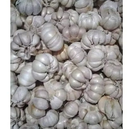 

BAWANG PUTIH SINCO
