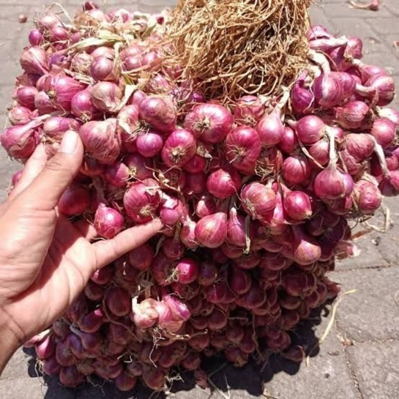 

bawang merah Probolinggo super original