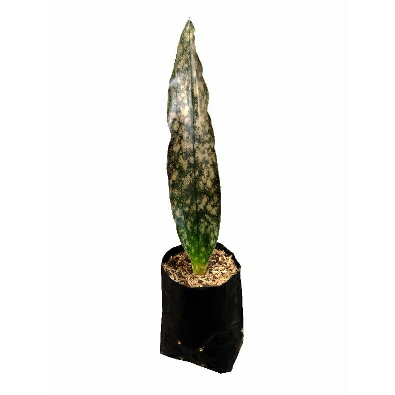 Tanaman Sansevieria Kirkii