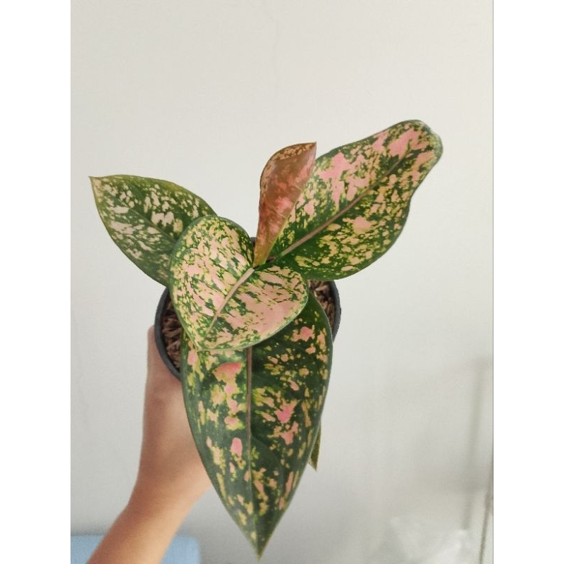 Aglaonema Ruby Compacta monfori