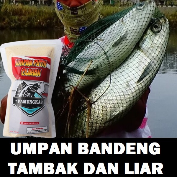 UMPAN IKAN BANDENG TAMBAK DAN LIAR PALING AMPUH