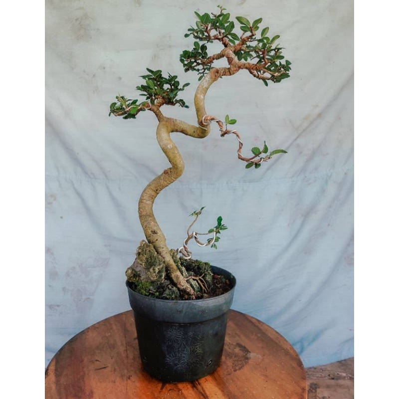 bonsai ulmus
