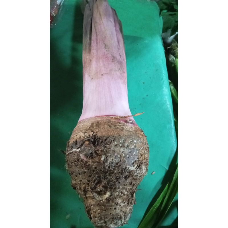 

talas bogor/1pcs berat 1-1,5kg