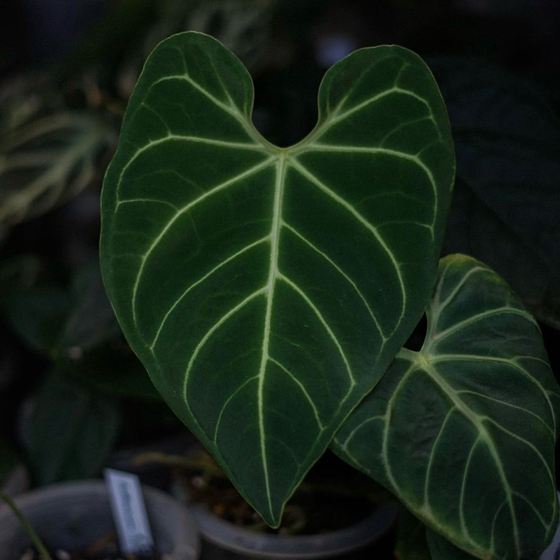 Anthurium Regale Greg Hambali