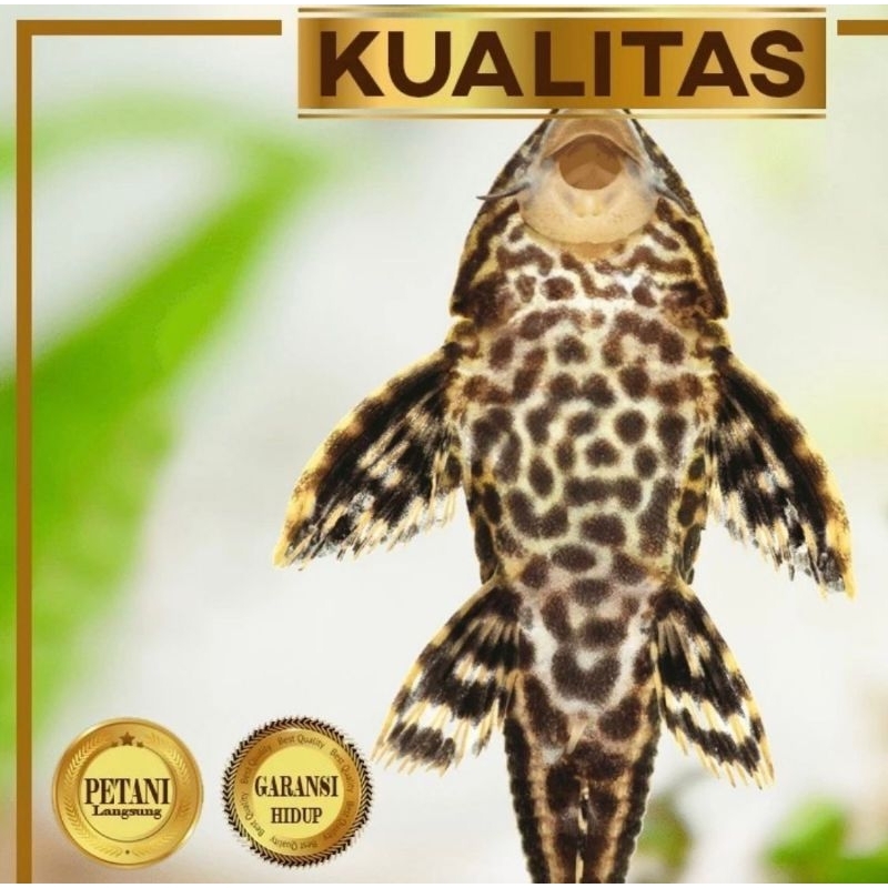 Pleco Hitam 10 cm+ Ikan Hias Aquarium Aquascape Sapu Sapu Tanaman Air