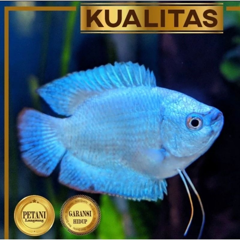 Paket Koloni (isi 10) Sepat Neon Blue Gourami Ikan Hias Aquascape Hiasan Aquarium Tanaman Air