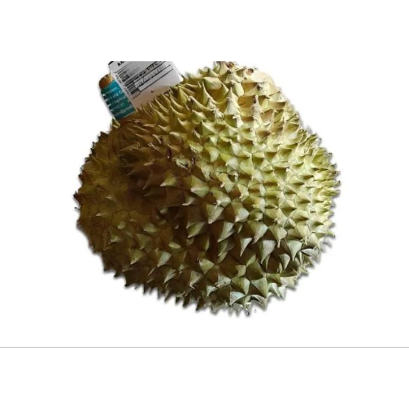 

durian monthong thailand utuh