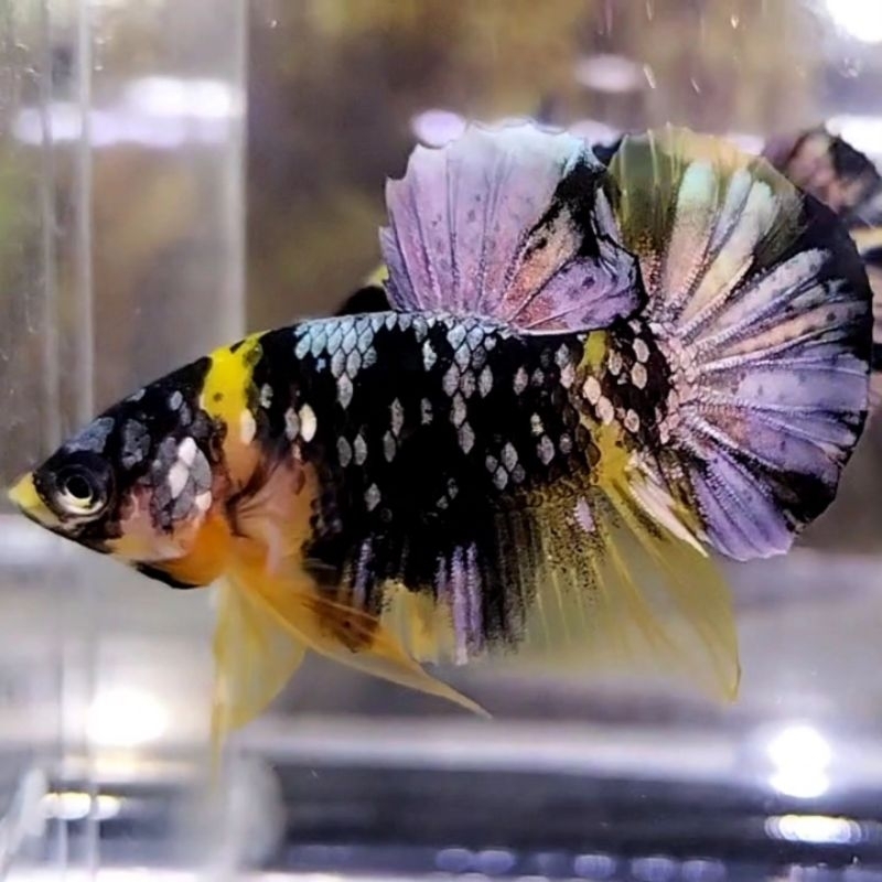yellow koi copper grade A / hiasan aquarium