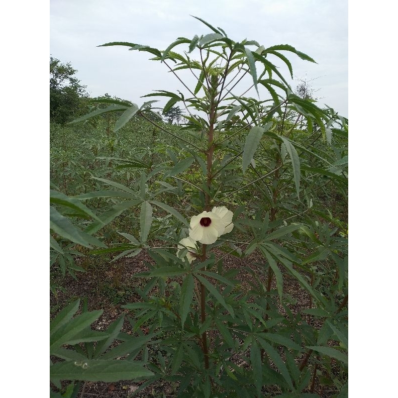 

Daun Kenaf