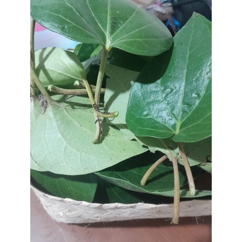 

Daun Suruh Temu rose / Daun sirih Hijau