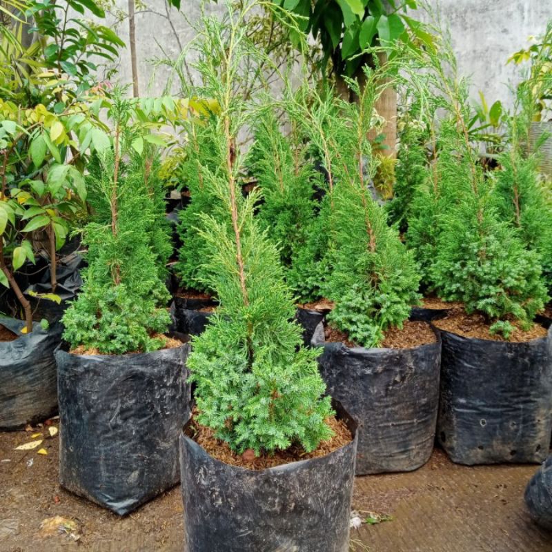 jual tanaman hias pohon cemara lilin tinggi 50cm-60cm