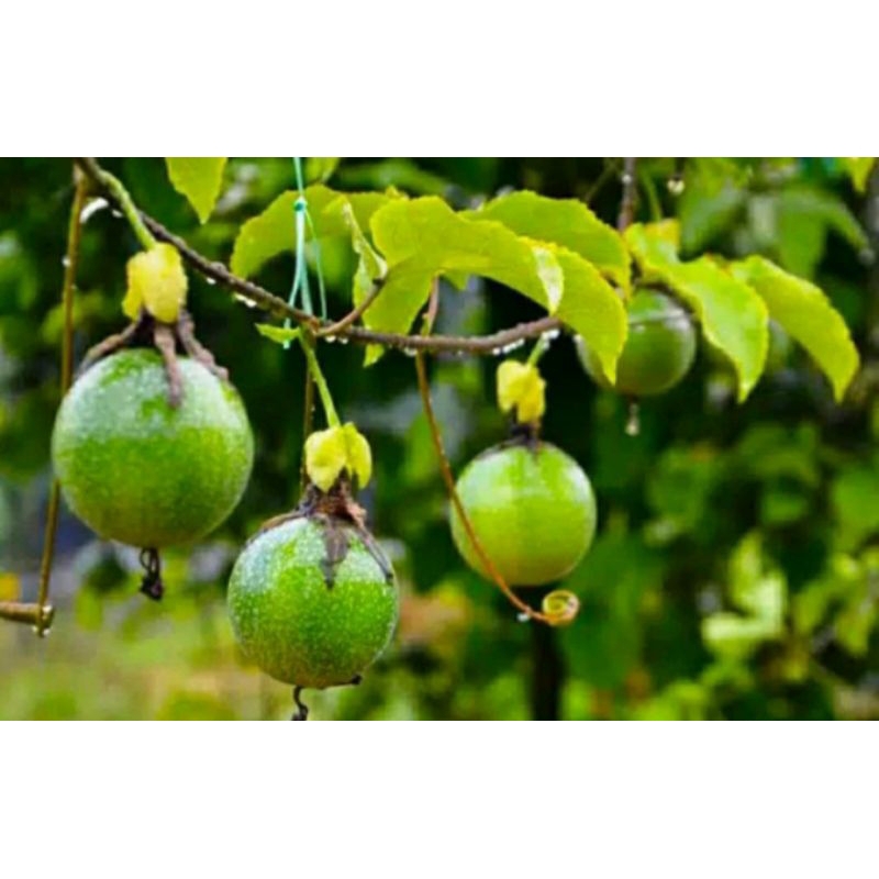 

Markisa petik langsung fress 1 kg