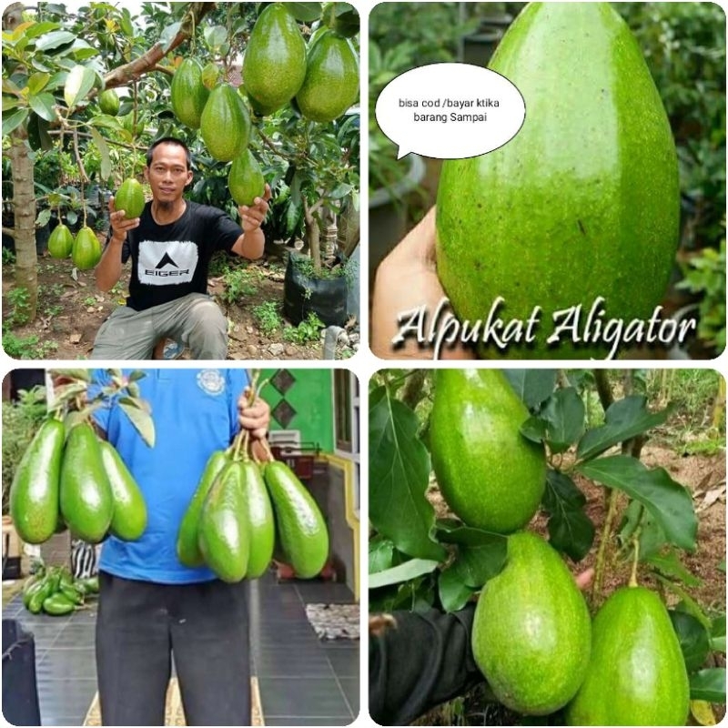 BIBIT BUAH ALPUKAT ALIGATOR/BIBIT ALPUKAT ALIGATOR BUAH SUPER JUMBO