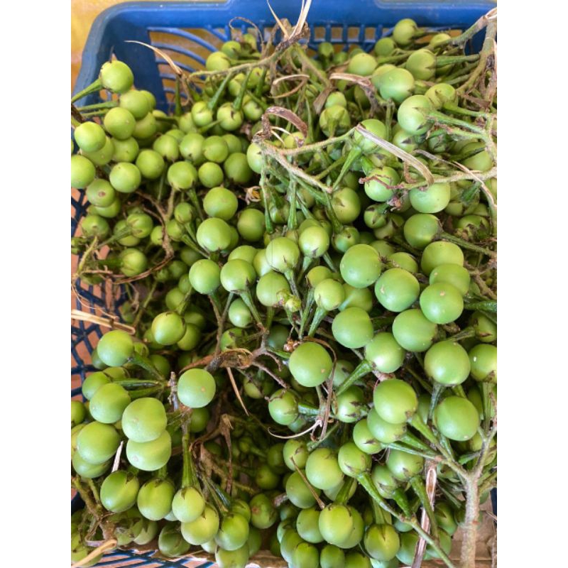 

Tekokak/Rimbang/cempokak 500gr