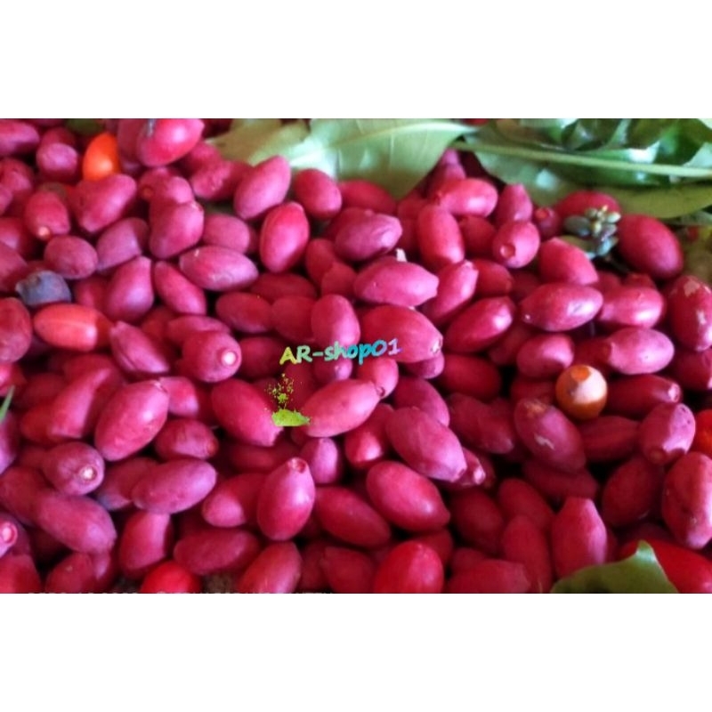 

kulit tangkil melinjo fress segar per 1 kg