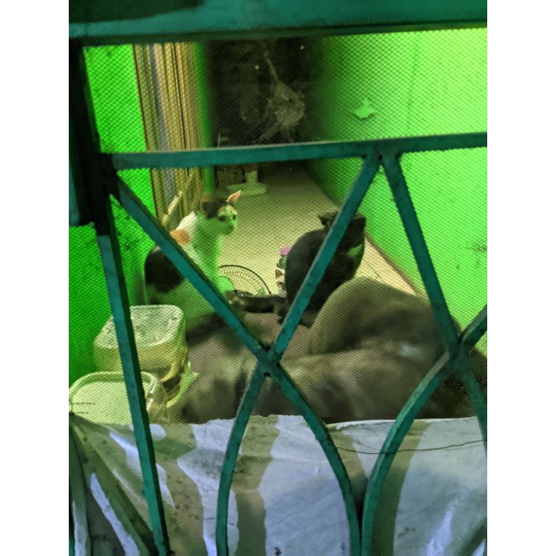 KUCING DOT AIO V2 BATANGAN