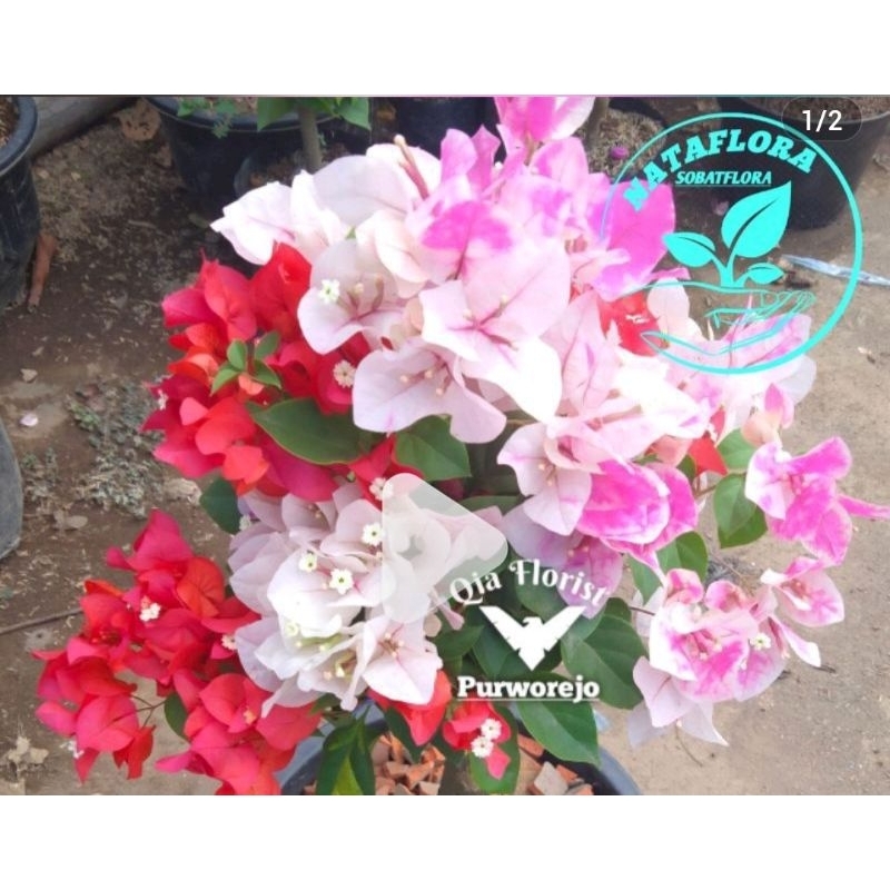 tanaman hias Bugenvil 3 warna