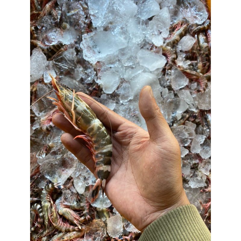 

udang cat, udang tiger, udang loreng (1kg) segar, fresh dan forozen, lengkap