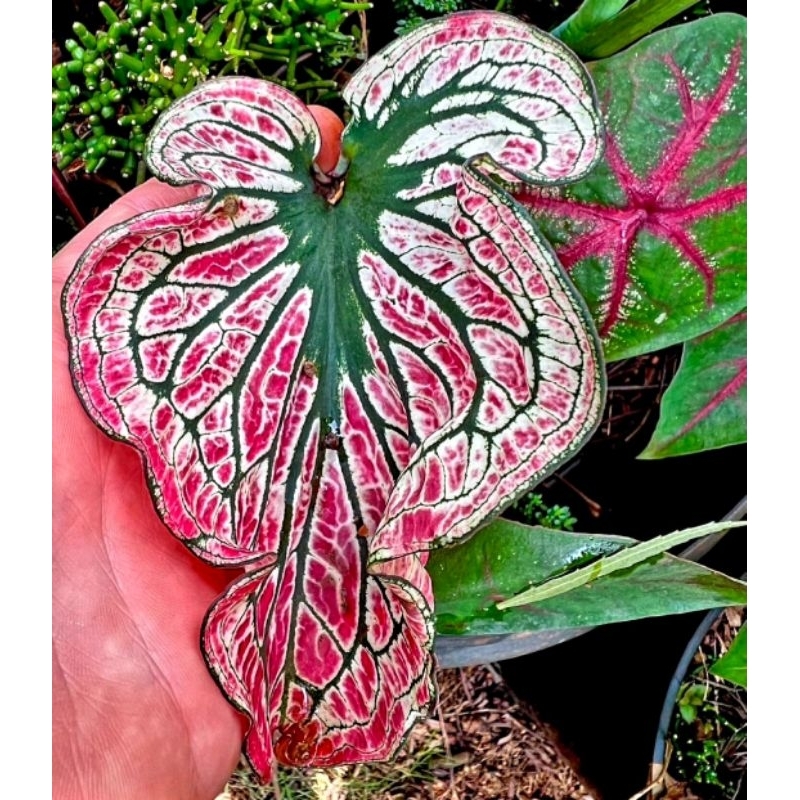 Tanaman Hias Keladi Brazilian Bunga Hias Keladi Caladium Anakan Thai Beauty BUKAN BONGGOL Tanaman Hi