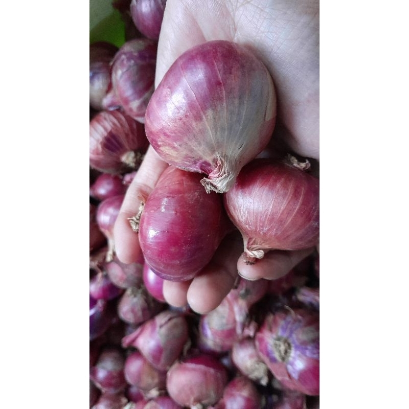 

BAWANG MERAH BANTAENG TERMURAH 1 KG