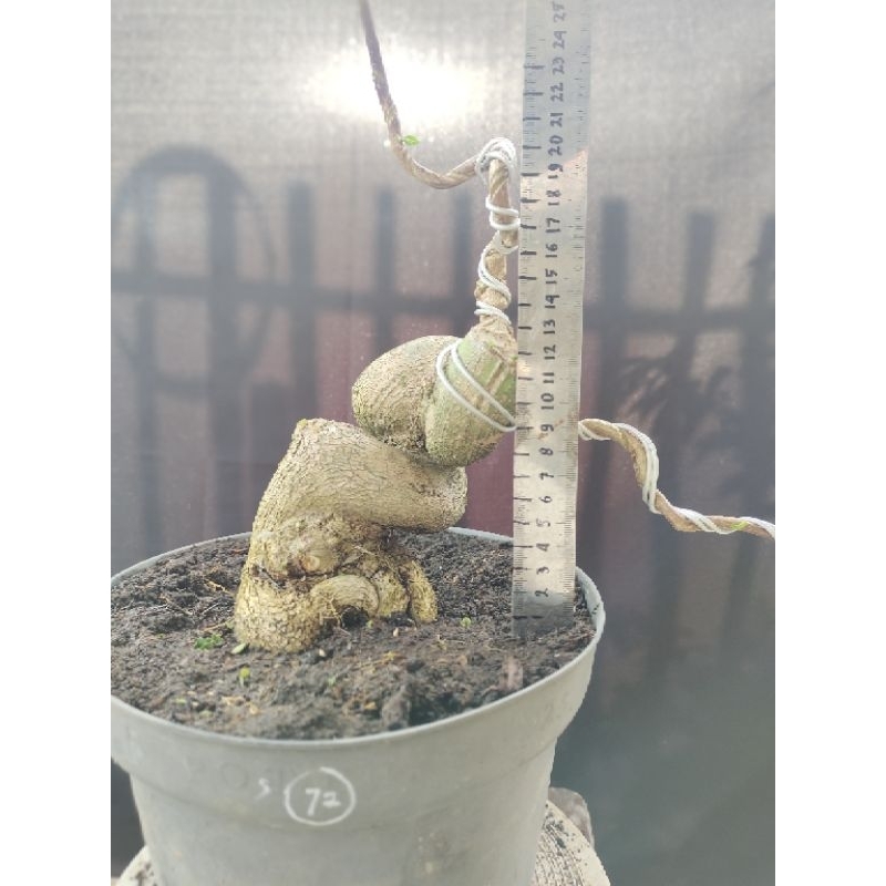 bonsai sancang meliuk prospek