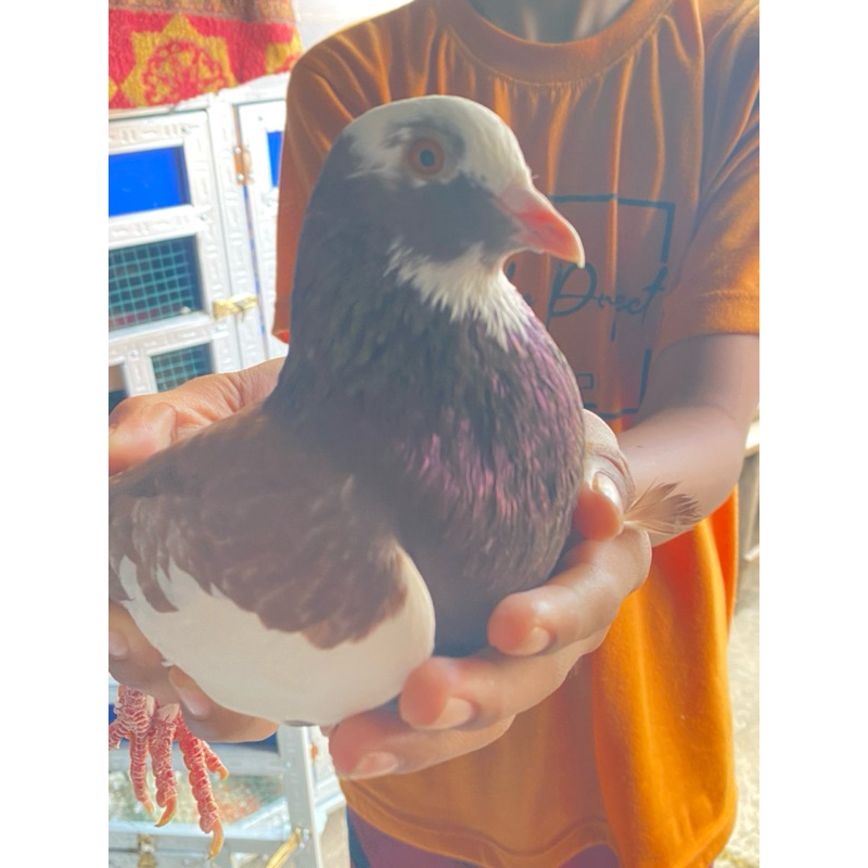 merpati bahan kolong 1 pasang