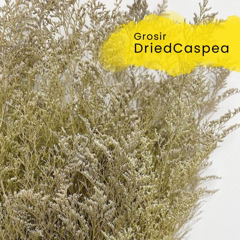 Caspea Preserved [100 gram] / Bunga Kering / Preserved Flower