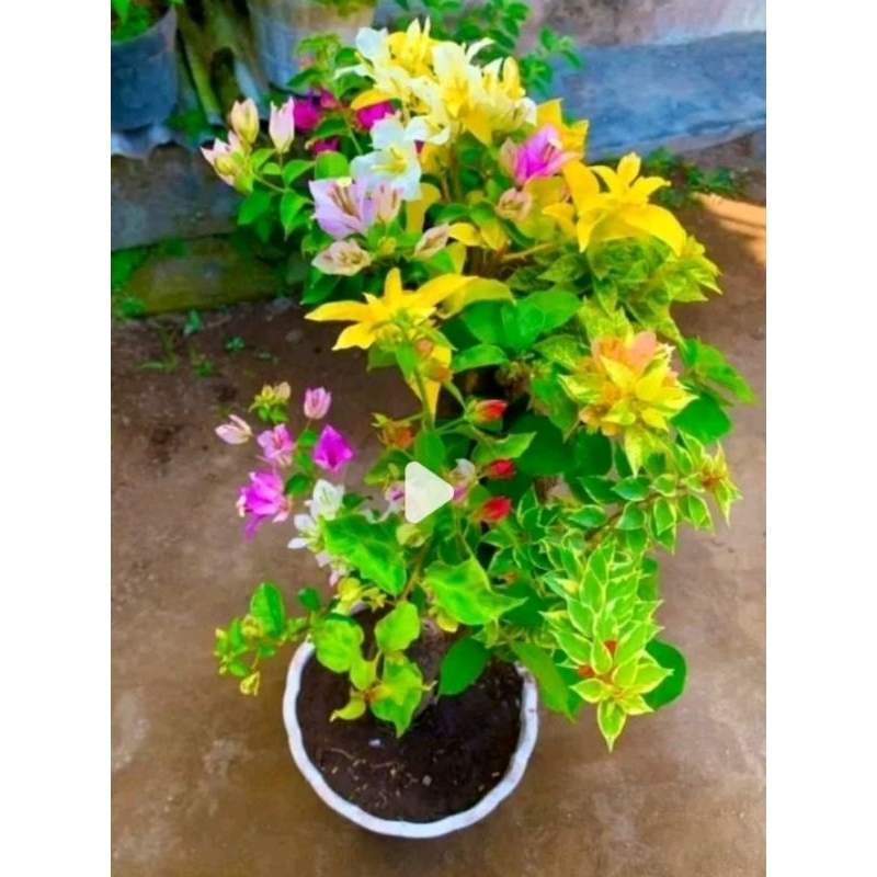 tanaman hias Bugenvil 3 warna