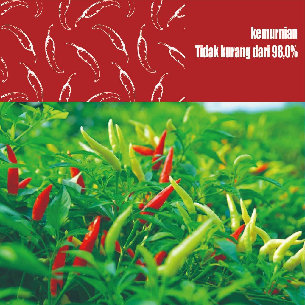 ID BIBIT CABE RAWIT JEPANG BIBIT CABE RAWIT MERAH BIBIT CABE UNGGUL 1500 BUTIR
