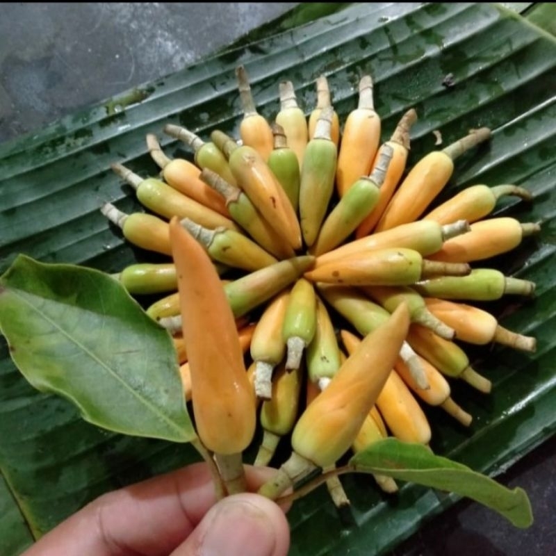 Bunga kantil/Bunga cempaka