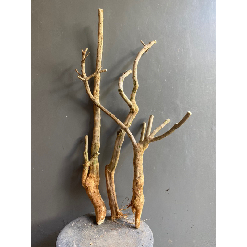 Paket Hemat Dapat 3 Bonggolan Bougenville Bonggol Bogel Bogelan Bugenvile Bougenville Bogenfile Boge