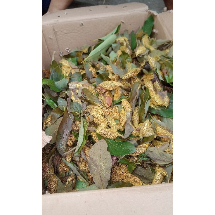 Model Terjamin  kepompong alpukat  isi 1pcs  umpan gacor ikan bawal harian atau galatama