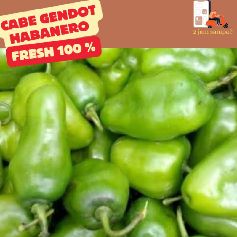 

Cabe Gendot Hijau Cabe Habanero 100-200 Gram KIRIM INSTAN BANDUNG