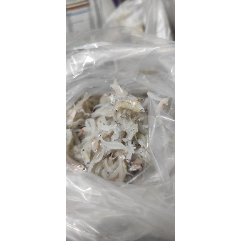 

teri nasi segar kemasan frozen