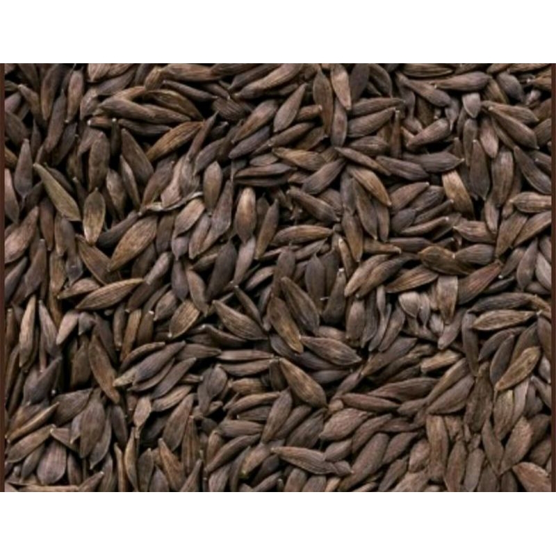 BIJI BENIH SELADA RED ROMAINE CIMARRON