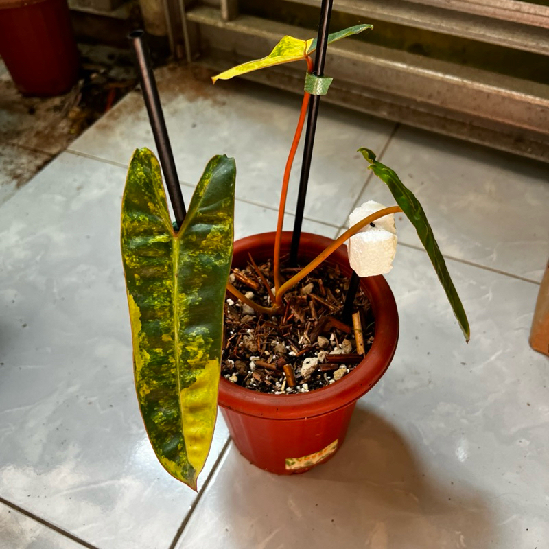 Philodendro Billietiae variegata / kabel busi varigata