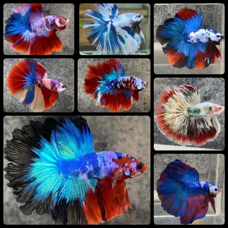Ikan Cupang HM Rosetail Warna Kombinasi Multi & Fansy Ukuran L+ Murah Berkualitas