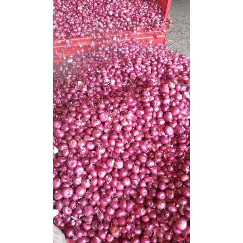 

Bawang merah pati