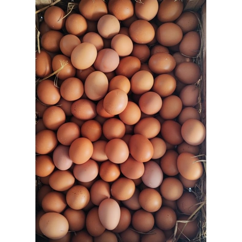 

Telor Ayam Negeri 1 kg isi 14-16 bt