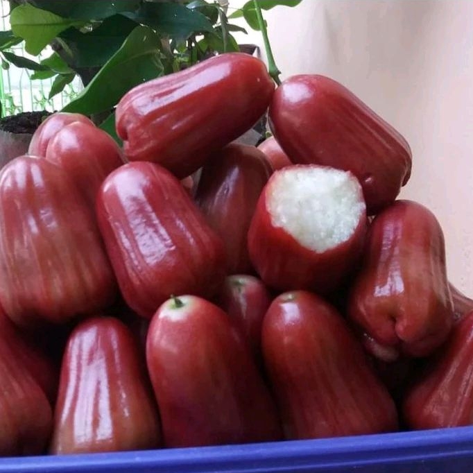 

Bibit Jambu Air Tong Sam Shi Okulasi Asli Buatan Sendiri