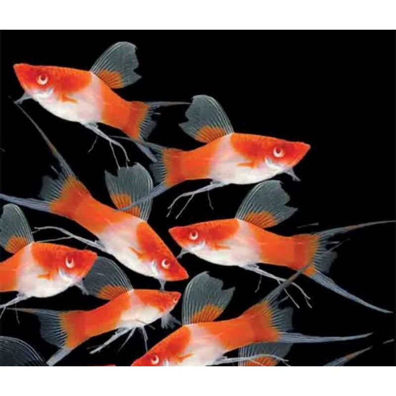 Platy kohaku ekor cawang BAHAN