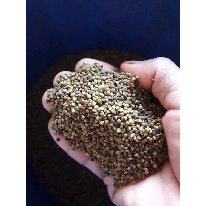 

biji indigofera 100 gram