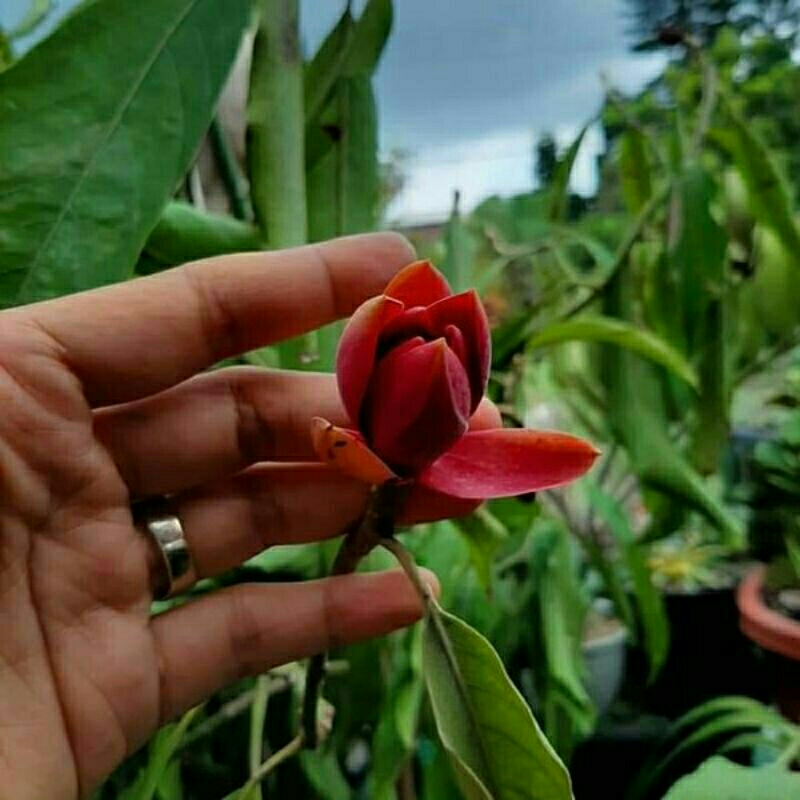 Bibit Bunga Kantil Merah Asli Olkulasi tempel