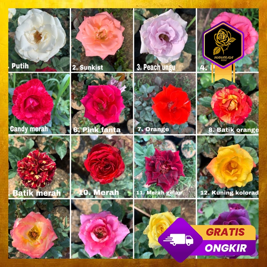 Mawar Import - Mawar Holland Lengkap