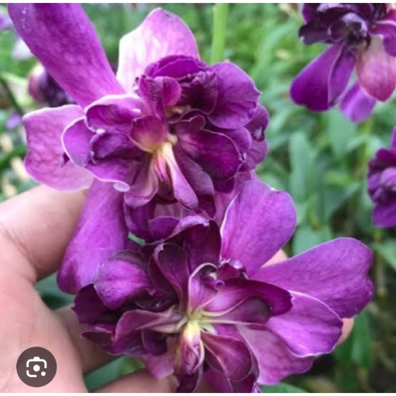 Anggrek Dendrobium Mawar Blue Dewasa