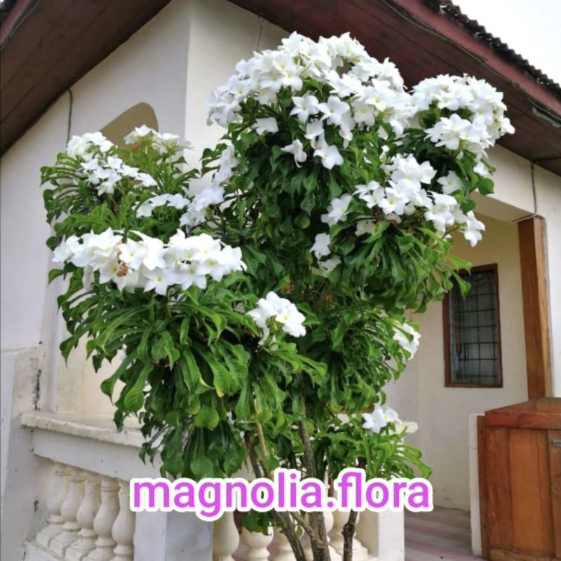 [ANAKAN] Plumeria pudica / kamboja pengantin putih / pagoda putih / bibit tanaman hias bunga