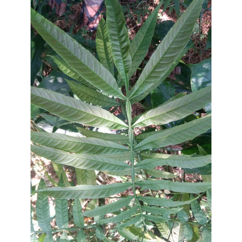 

Daun suren segar 10 tangkai ecoprint
