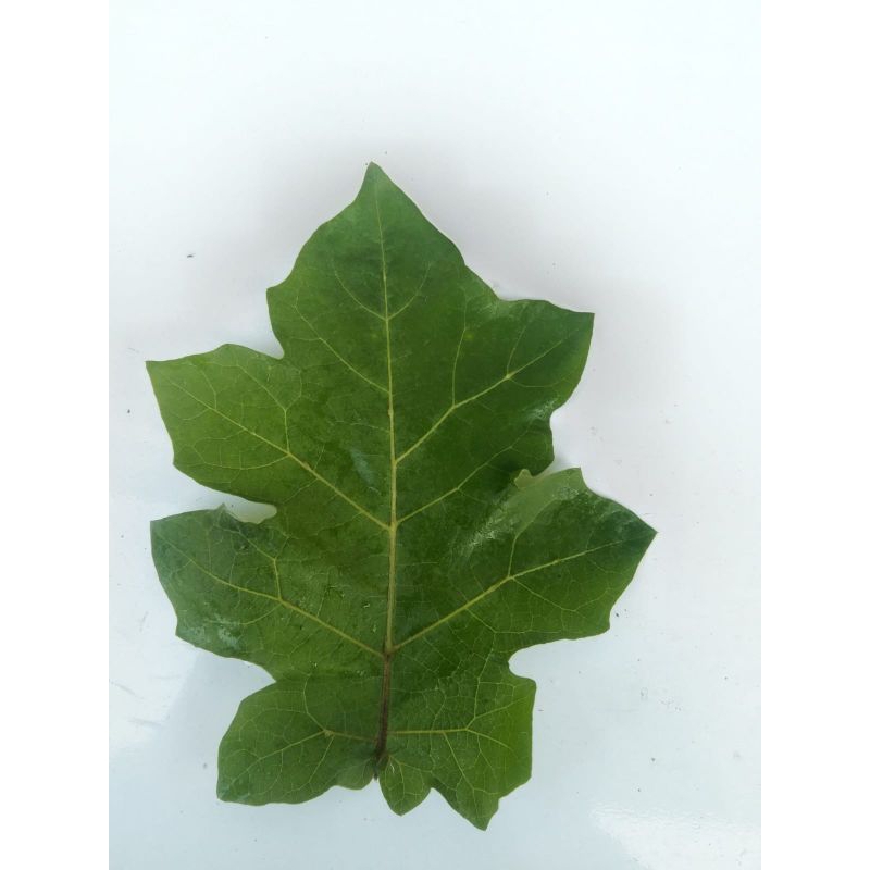 

Daun tekokak segar 25 lembar ecoprint