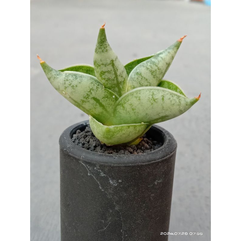 Sansevieria Boncel New Clone (BNC) small