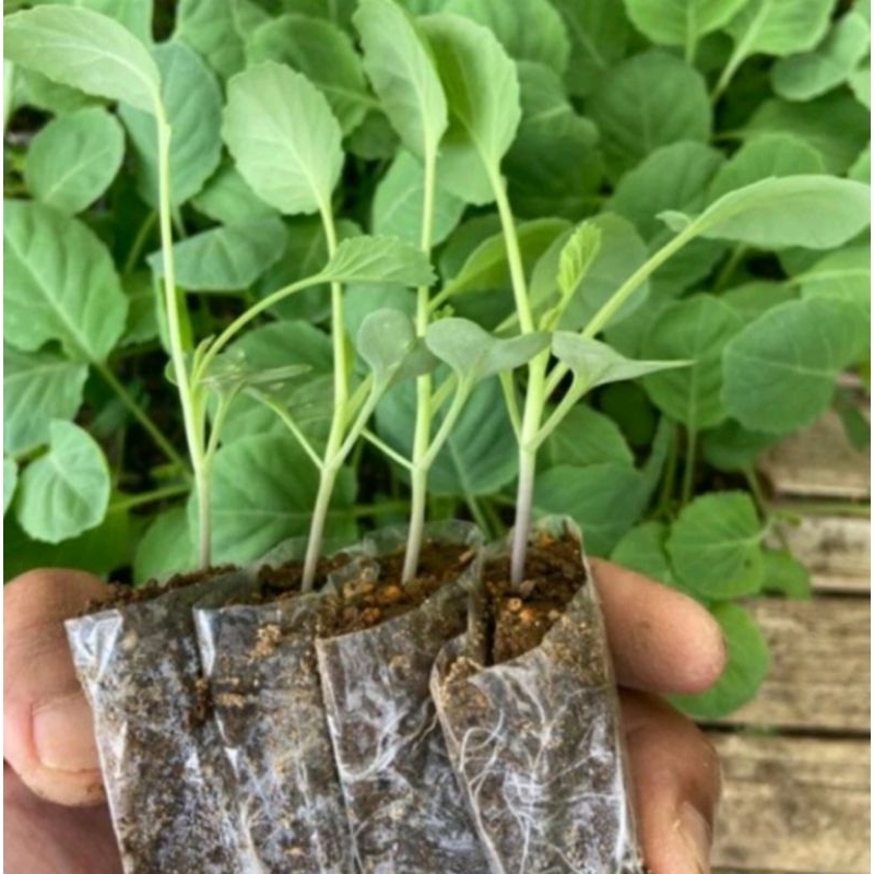 NASYYA_GARDEN-Bibit Kubis Sayur kubis/Kol Siap Tanam